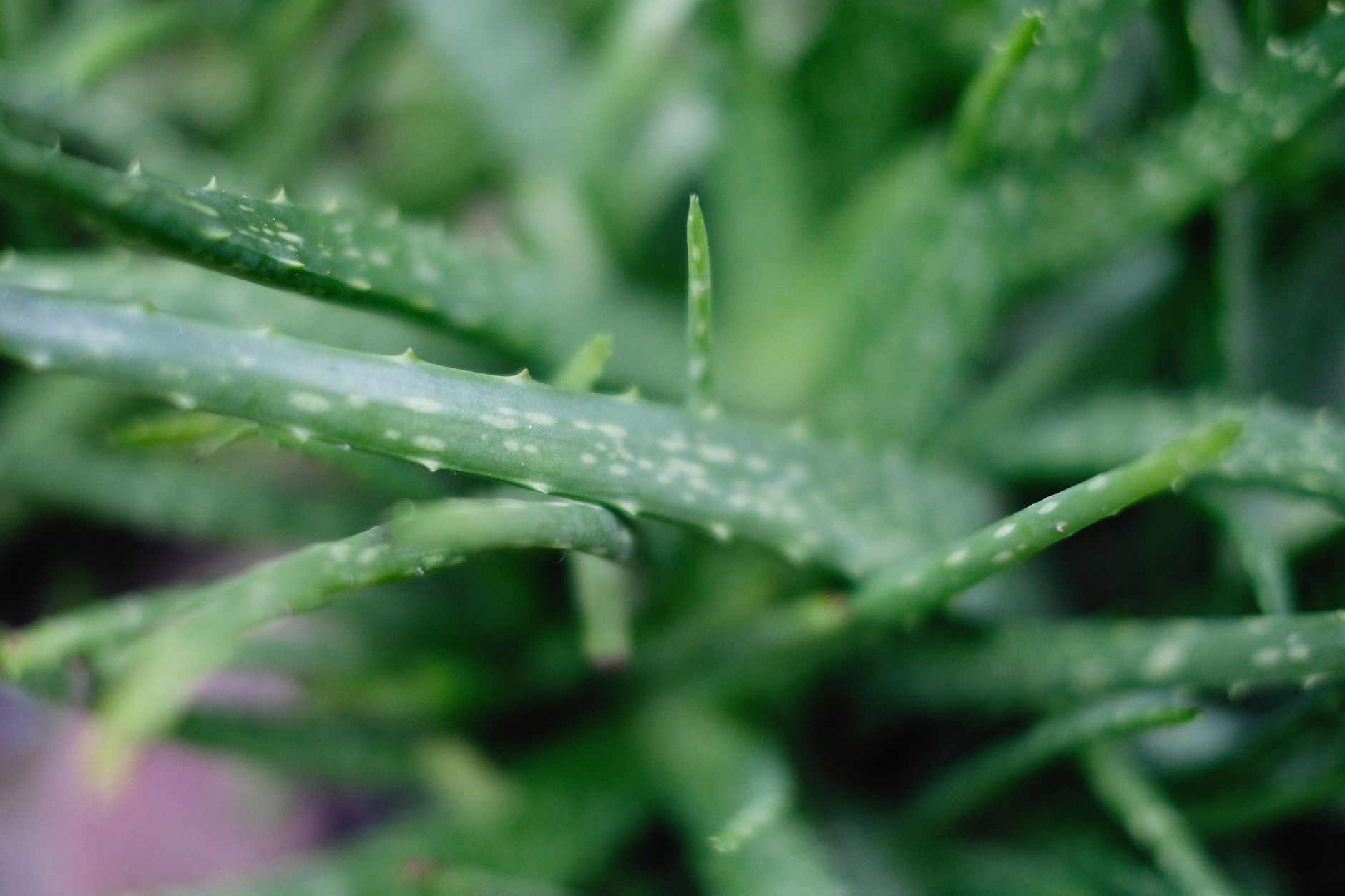 Kuvituskuva: lähikuva aaloe vera -kasvin lehdistä vesipisaroineen